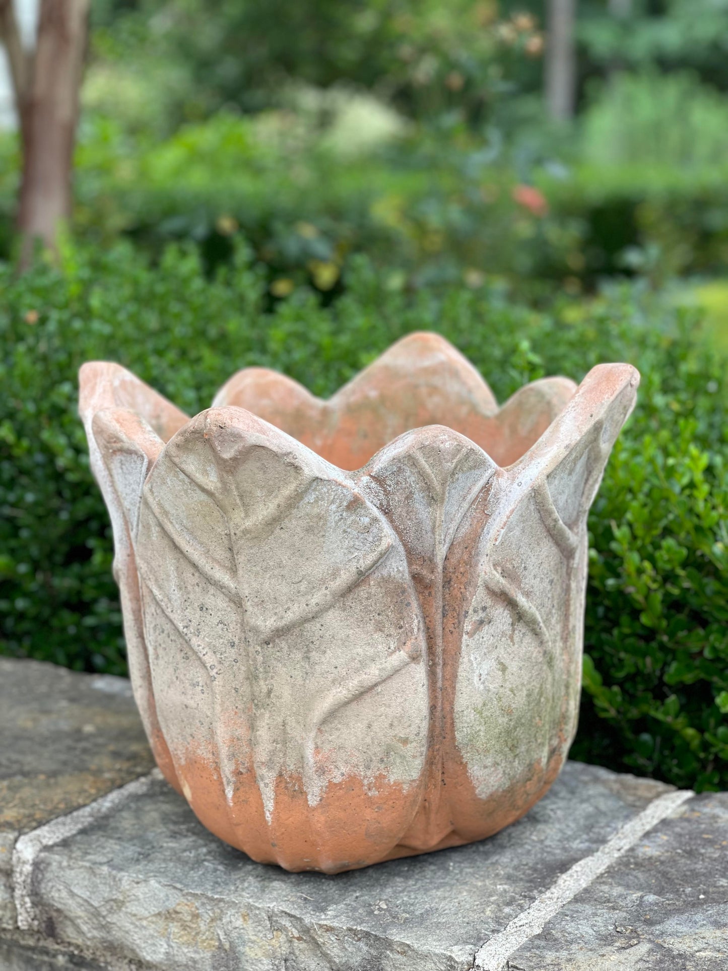 Aged Terra Cotta Clematis Container