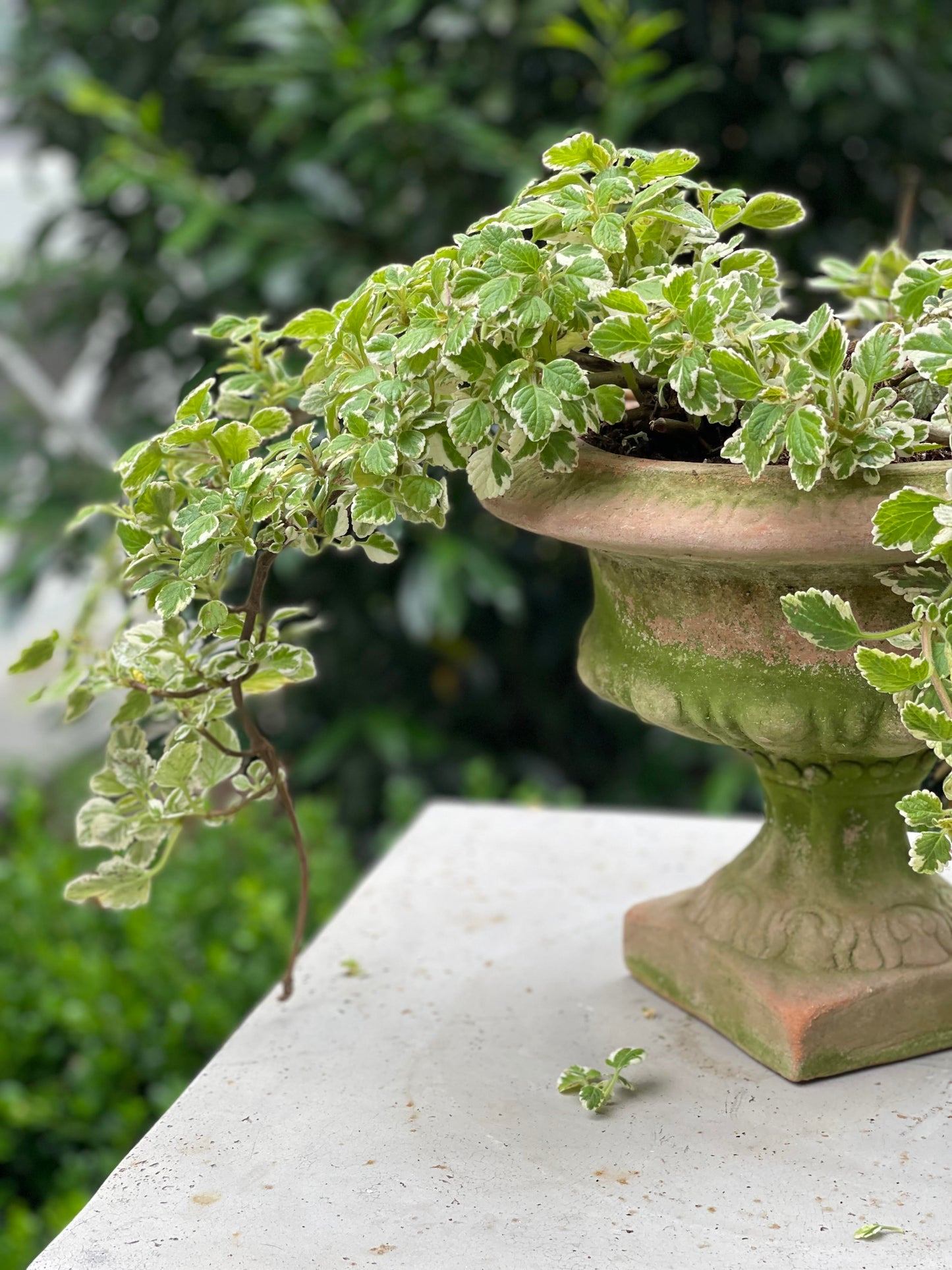 Patina Aged Bowl Urn