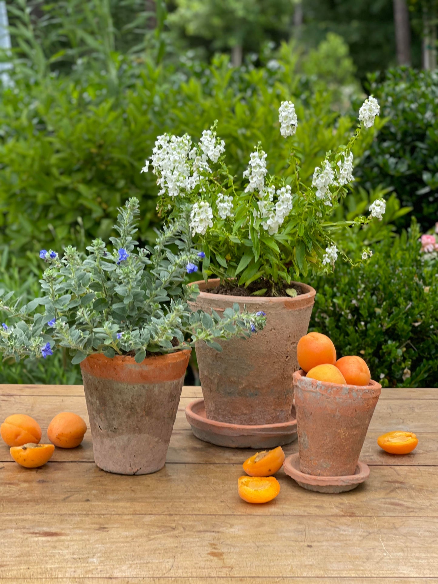 Terra Cotta & Water Dish - Small