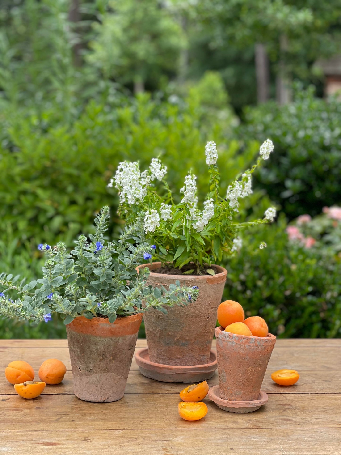 Terra Cotta Pot - Large