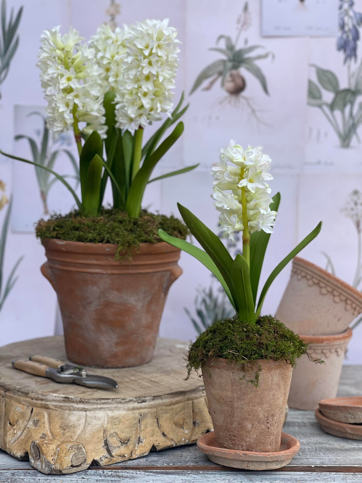 Single White Hyacinth in Terra Cotta Pot with Saucer