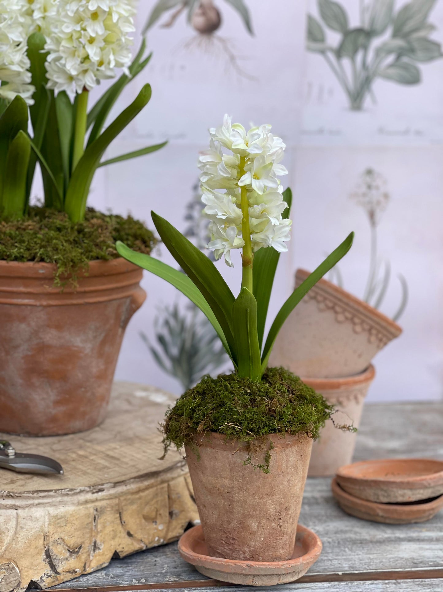 Single White Hyacinth in Terra Cotta Pot with Saucer