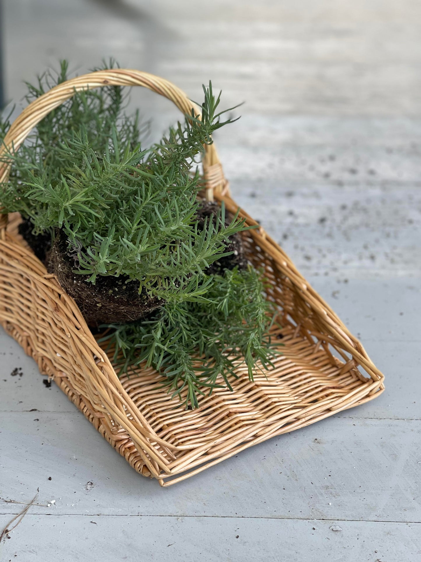 Herb & Flower Trug